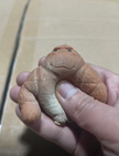 Gorilla Camp Playdough Jar